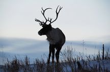 Arctic Day: Yukon Wildlife Half Day Viewing Tour