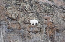 Arctic Day: Yukon Wildlife Half Day Viewing Tour