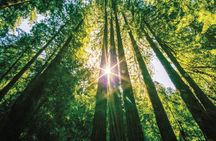 Muir Woods & Sausalito Tour