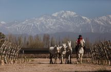 Horses Vineyards & River