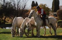 Horses Vineyards & River