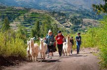 Hiking with Llamas and Alpacas in the Sacred Valley of the Incas