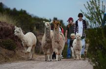 Hiking with Llamas and Alpacas in the Sacred Valley of the Incas