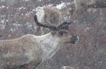 10 Hours Denali Winter Drive in Alaska