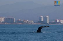 Private Whale watching Puerto Vallarta