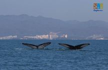 Private Whale watching Puerto Vallarta