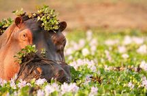 Tanzania Wildlife Encounters - 6 Days