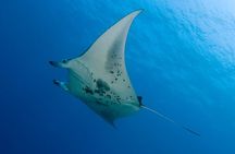 Manta Ray Night Snorkel Adventure