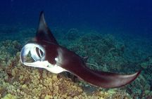 Manta Ray Night Snorkel Adventure
