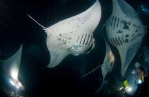 Manta Ray Night Snorkel Adventure