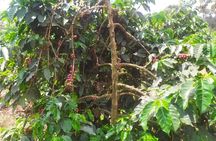 Coffee Farm Half-Day Tour in Kenya