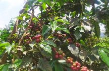 Coffee Farm and Factory Tour from Nairobi City