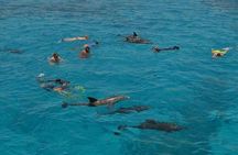 Dolphin Watching Trip with 2 Snorkeling Stops