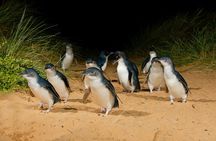 2 Day Exclusively Private Tour Of Phillip Island & The Great Ocean Road