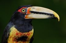 MINDO CLOUD FOREST: Nature & Adventure - Flexible Private Day Tour