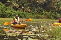 Goa Kayaking Sal Backwaters Mangroves Magic!