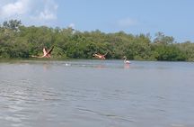 Kayak adventure through the mangroves 