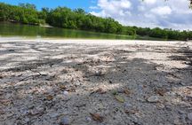 Kayak adventure through the mangroves 