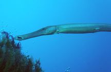 Scuba Diving in Lanzarote (for certified divers only)