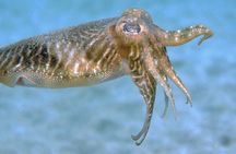 Scuba Diving in Lanzarote (for certified divers only)
