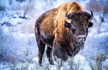 Yellowstone Full Day Winter Tour (With Optional Hike or Snowshoe)
