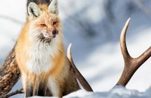 Yellowstone Full Day Winter Tour (With Optional Hike or Snowshoe)