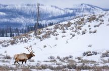 Yellowstone Full Day Winter Tour (With Optional Hike or Snowshoe)
