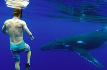 Private Tour: Bora Bora Whale Watching & Swimming Experience