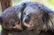 Half-Day or Full-Day Tour with Private Guide from Melbourne