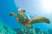 West Oahu Green Sea Turtle and Dolphin Snorkel Sail with Lunch