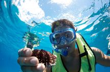 West Oahu Green Sea Turtle and Dolphin Snorkel Sail with Lunch