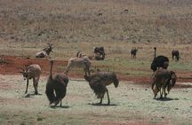 Rhino and Lion Park Guided Tour from Johannesburg