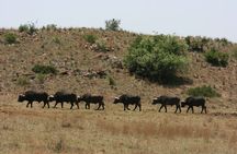 Rhino and Lion Park Guided Tour from Johannesburg