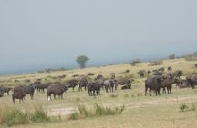 3 Days Trip To Murchison Falls