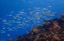 Snorkel in Lanzarote with Guide