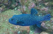 Discover Scuba Diving