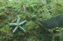 Discover Scuba Diving