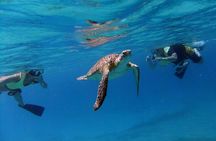 Turtle Cove Catamaran Snorkel and Sail at Little Buck Island