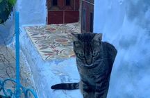 Day Trip to Chefchaouen from Fez 