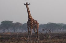 1 Day Lake Mburo Wildlife Safari