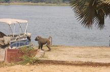 1 Day Lake Mburo Wildlife Safari
