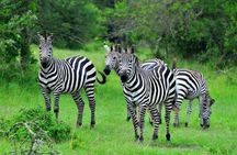 1 Day Lake Mburo Wildlife Safari