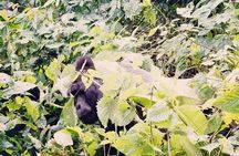 3 Days Gorilla Trekking Safari