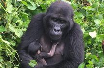 3 Days Uganda Gorilla Trekking Safari