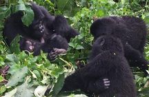 3 Days Uganda Gorilla Trekking Safari