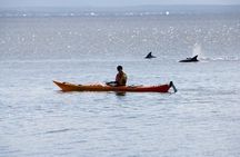 Half-Day Jervis Bay Sea Kayak Tour