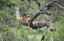3 Day Sharing Safari - Manyara, Ngorongoro Crater and Tarangire National Parks
