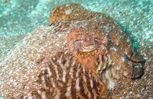 SSI basic diver In Tenerife - 2 Dives