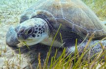 SSI basic diver In Tenerife - 2 Dives