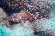 SSI basic diver In Tenerife - 2 Dives